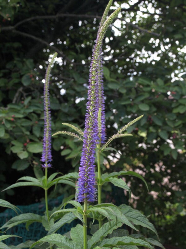 Veronicastrum sibiricum 'Kobaltkaars'