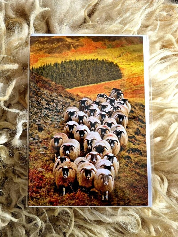 Blackface Sheep