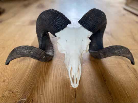 Schedel hoorn Ram - Moeflon