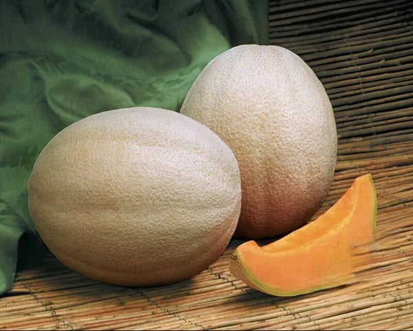 Aphrodite Hybrid Cantaloupe