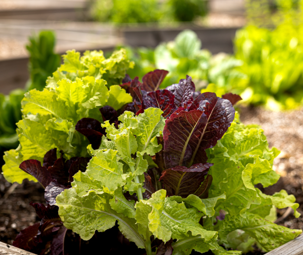 Baby Leaf Mix Lettuce