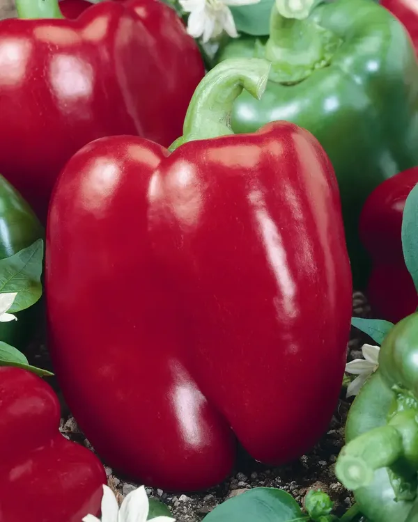 Big Red Pepper