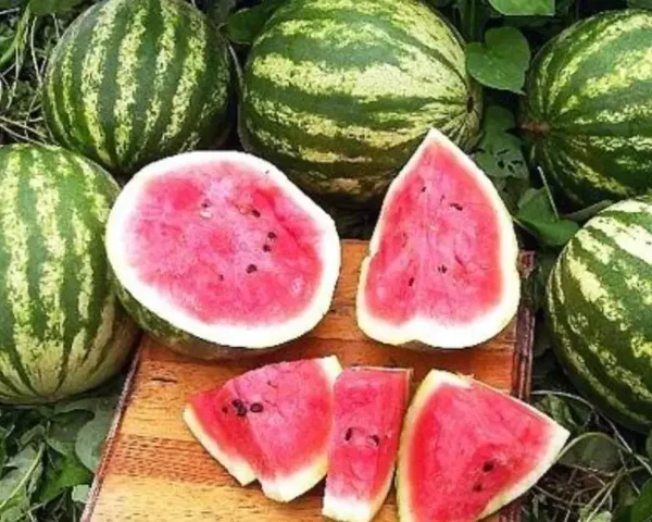 Crimson Sweet Watermelon