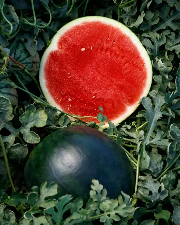 Eclipse Seedless Hybrid Watermelon
