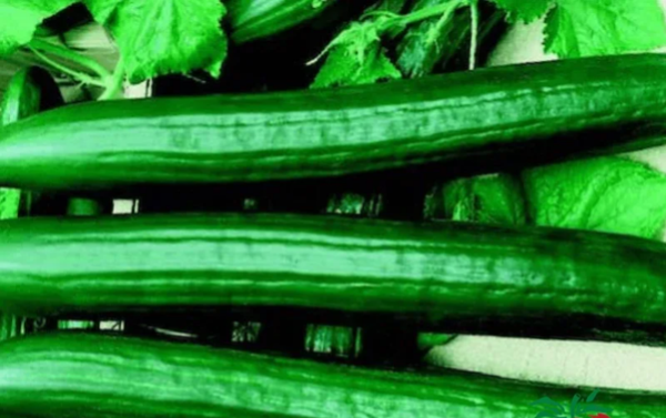 English Sweet Long Slim Hybrid Cucumber