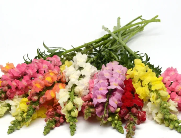 Rocket Tall Hybrid Mix Snapdragon