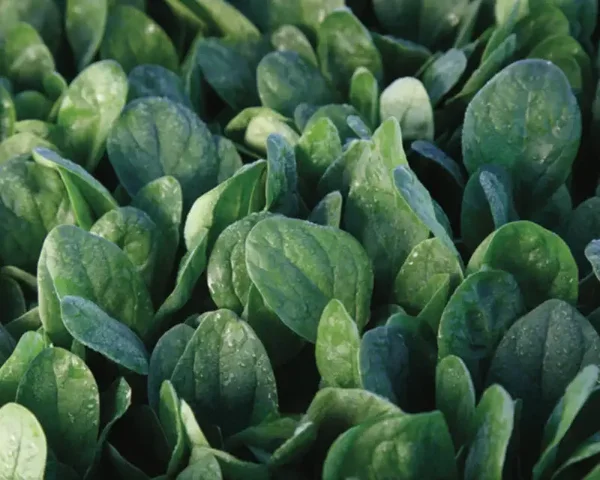 Lakeside Hybrid Spinach