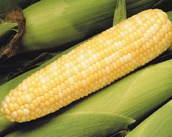 Peaches & Cream Mid EH (bicolor se) Hybrid Sweet Corn