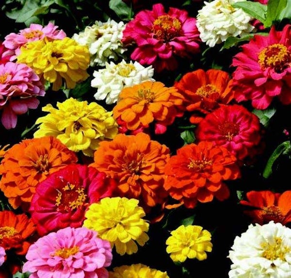 State Fair Mix Zinnia