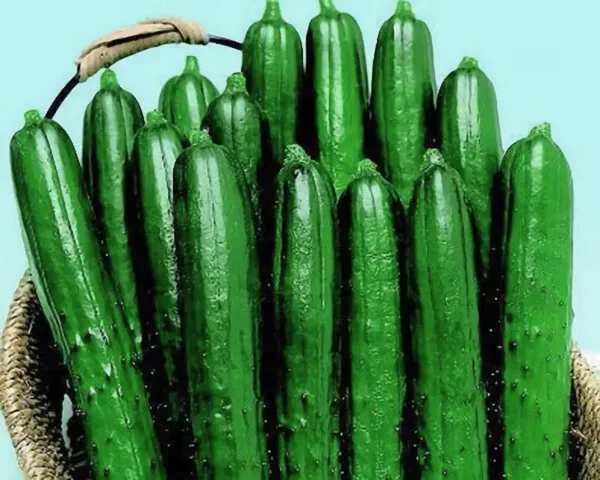 Summer Dance Hybrid Cucumber