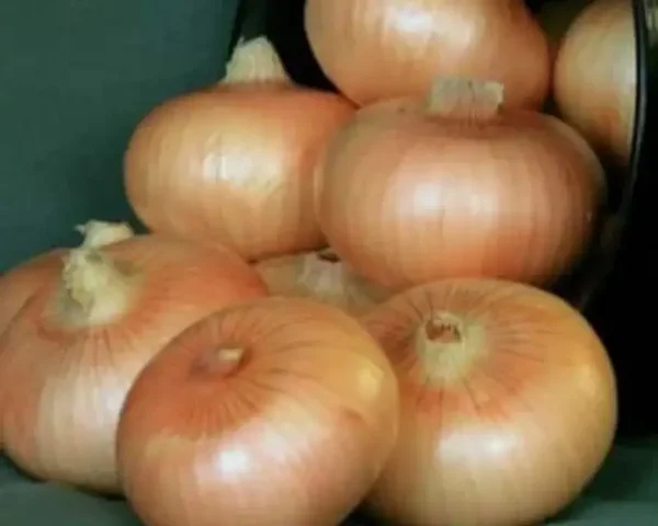 Yellow Granex Hybrid Onion