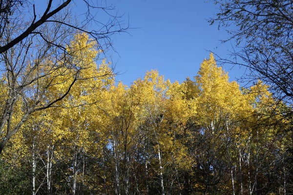 Rooted & Restored Fall Event October 24th 3-8PM