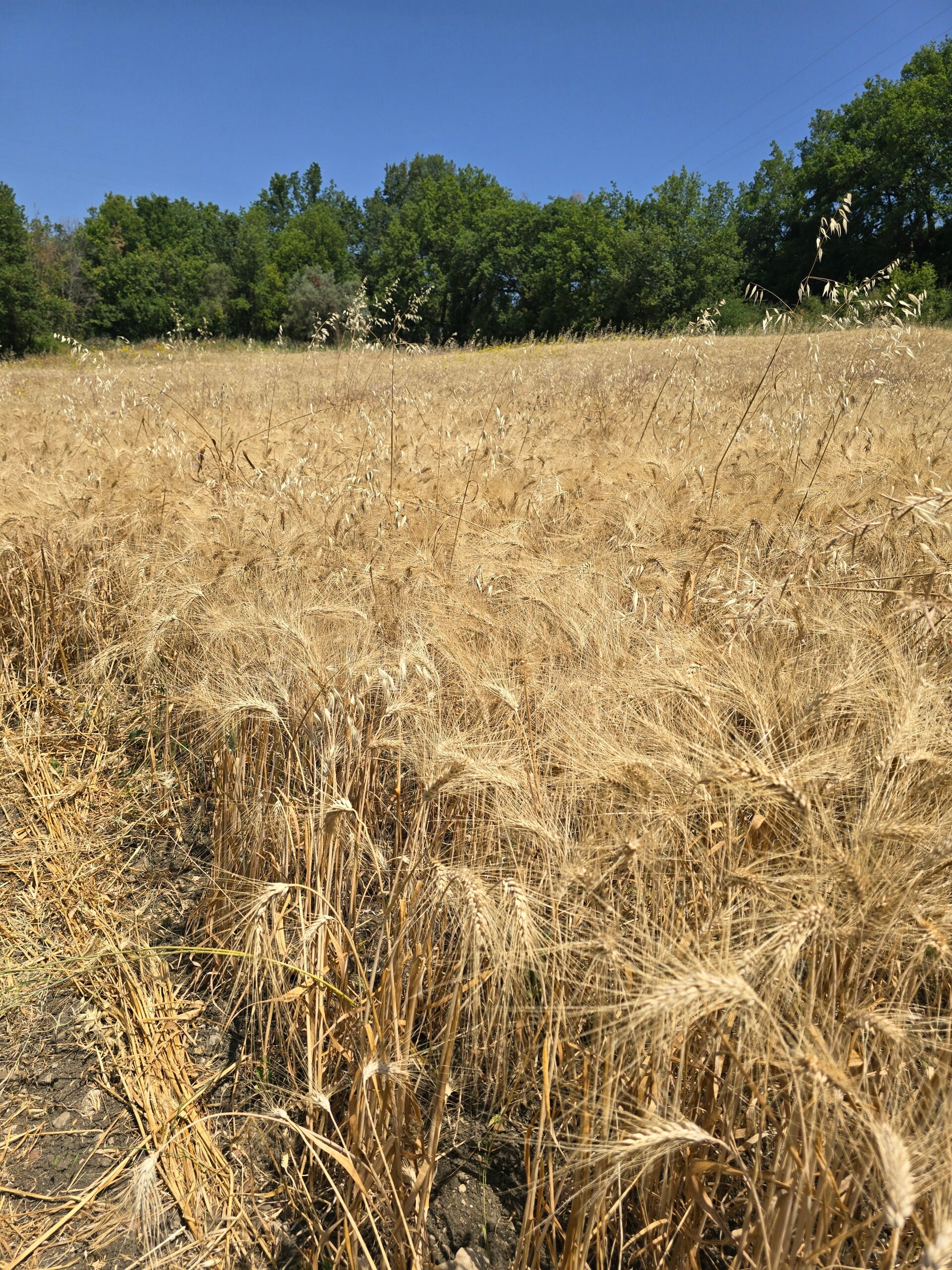 GRANO ANTICO SARAGOLLA