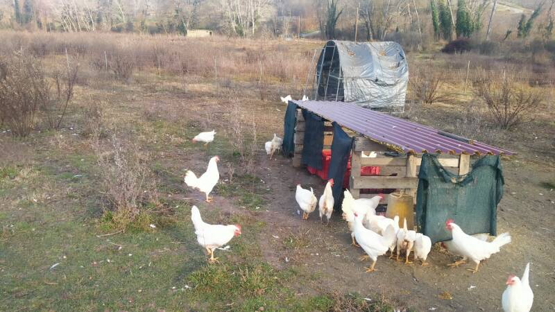 Uova Naturali Galline al pascolo 