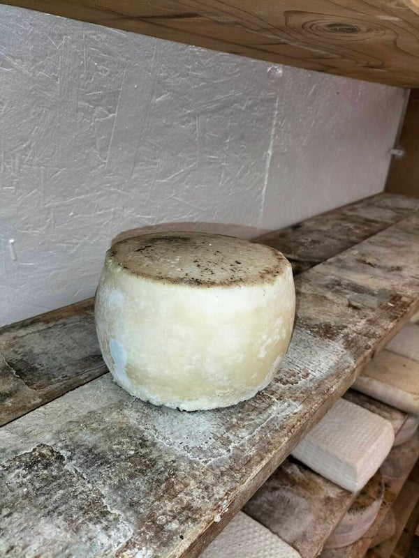 Caciotta