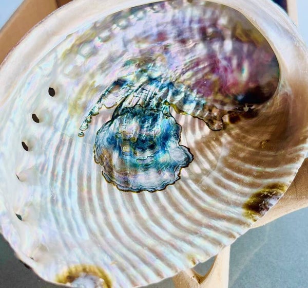 Abalone Muschel - Räucherzubehör
