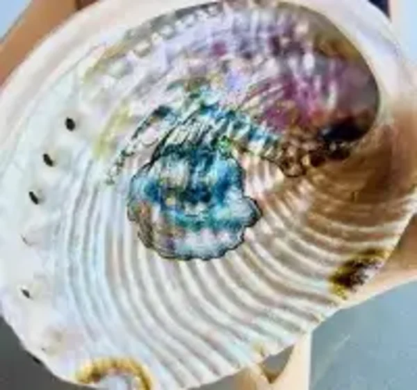 Abalone Muschel mit Pappelholz-Standfuß – Räucherschale & Dekoratio