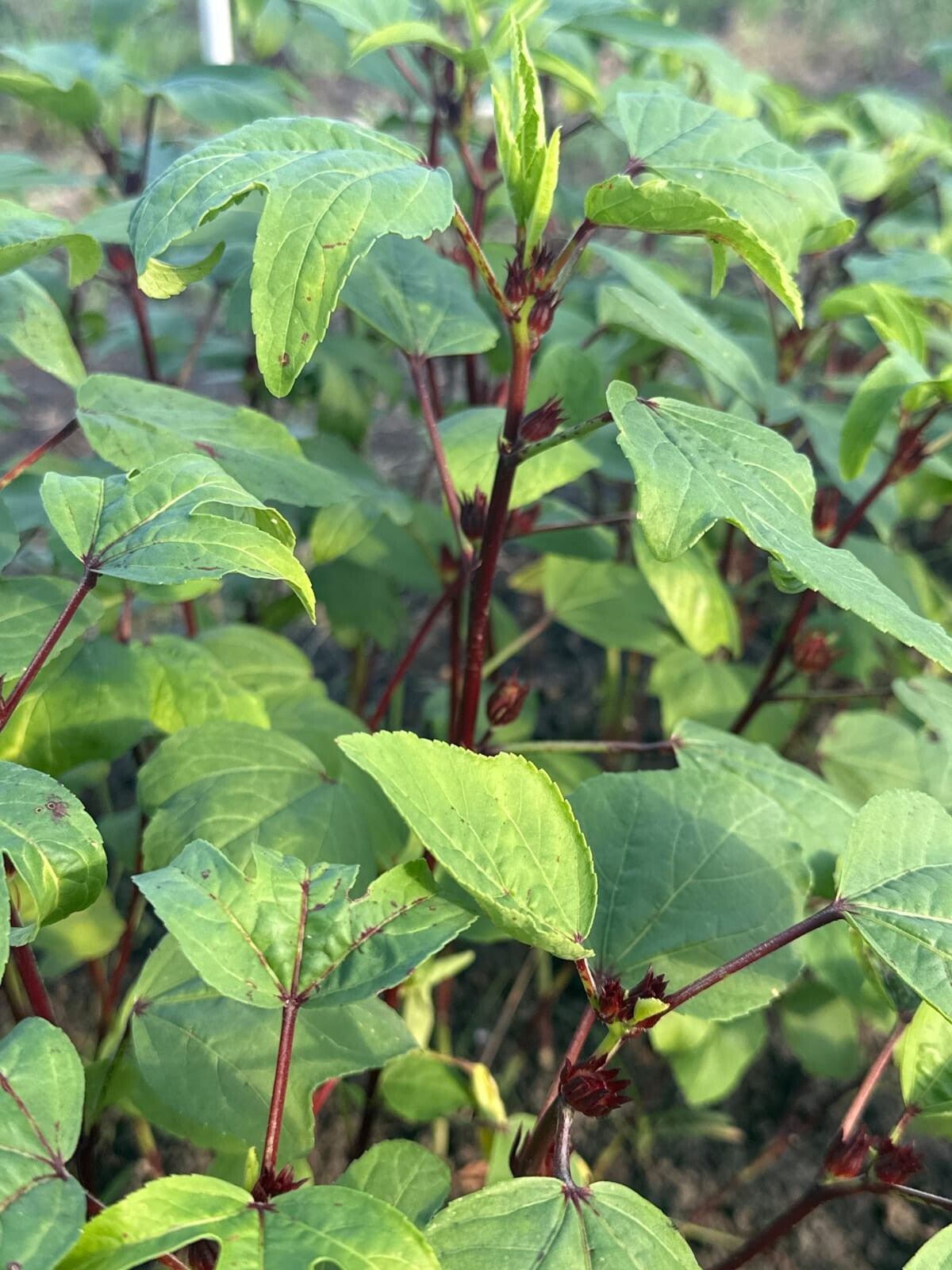 Red Gongura Bunch
