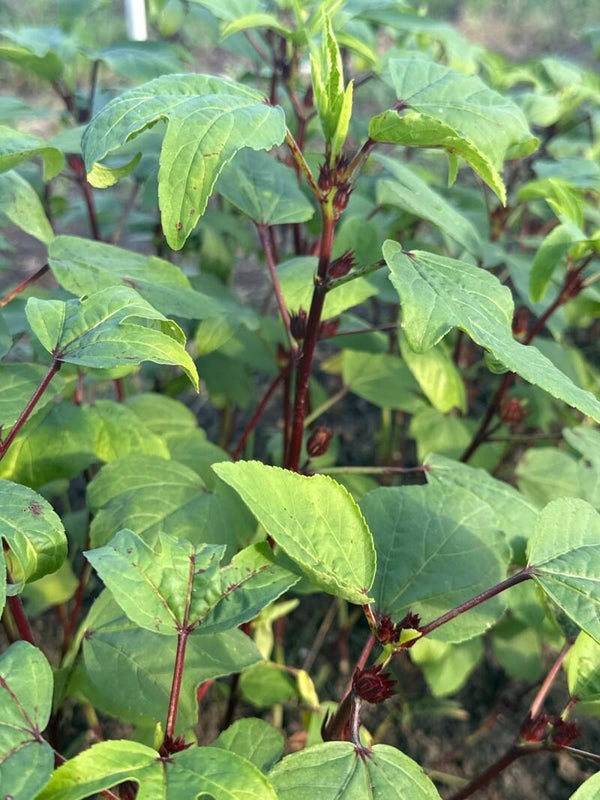 Red Gongura Bunch