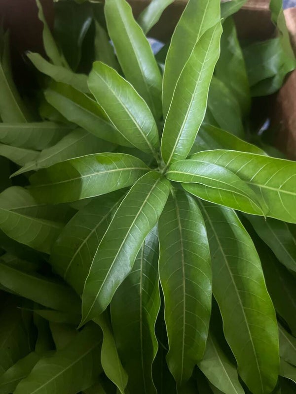 Mango Leaves (1lb)
