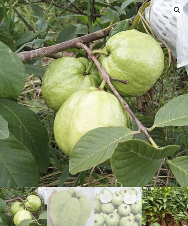 Guava ( Honey crisp)