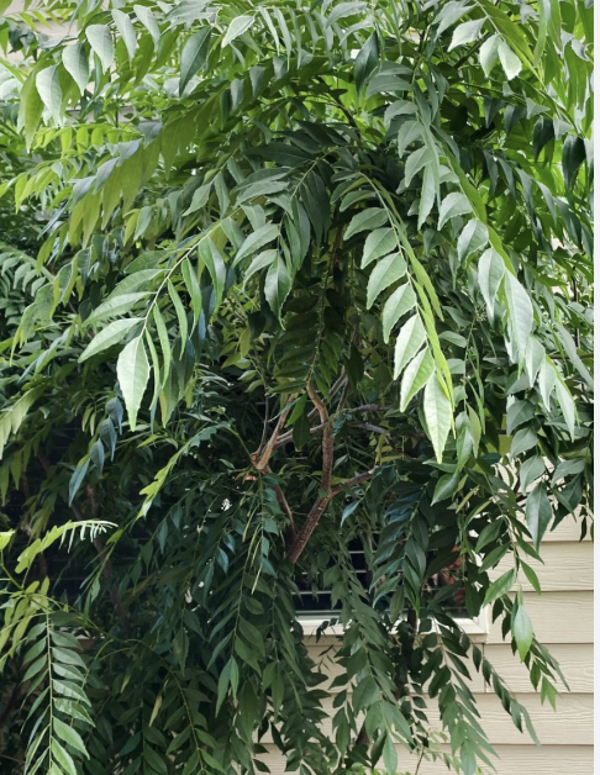 Curry leaves (1 pound)