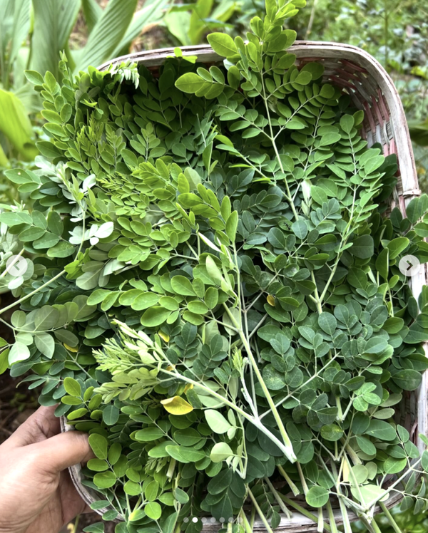 Moringa Leaves-lb