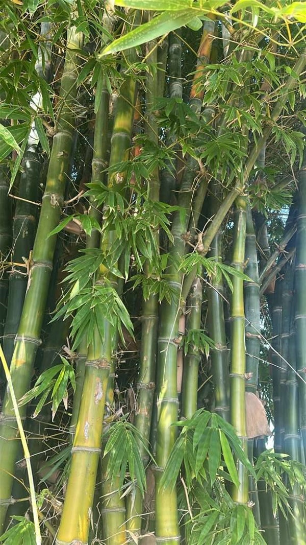 Bamboo Tube