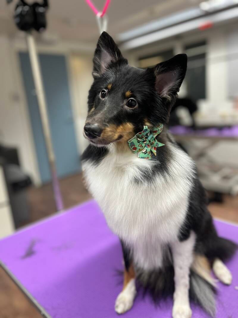 Shetlanninlammaskoira