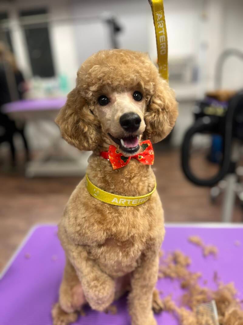 Keskikokoinen villakoira