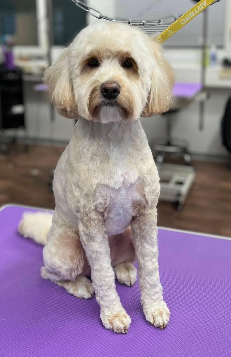 Australianlabradoodle