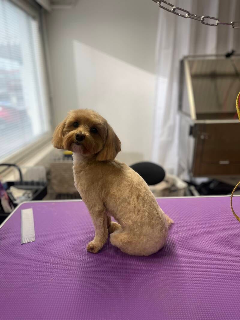 Maltipoo