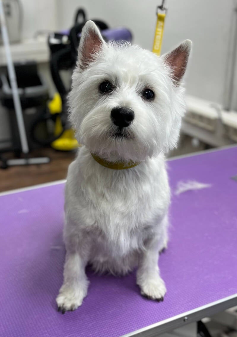 Westie