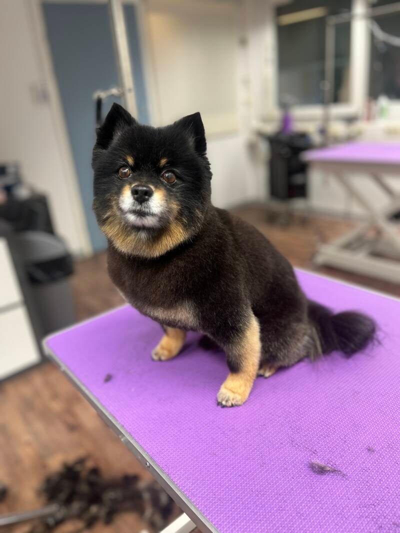 Kleinspitz