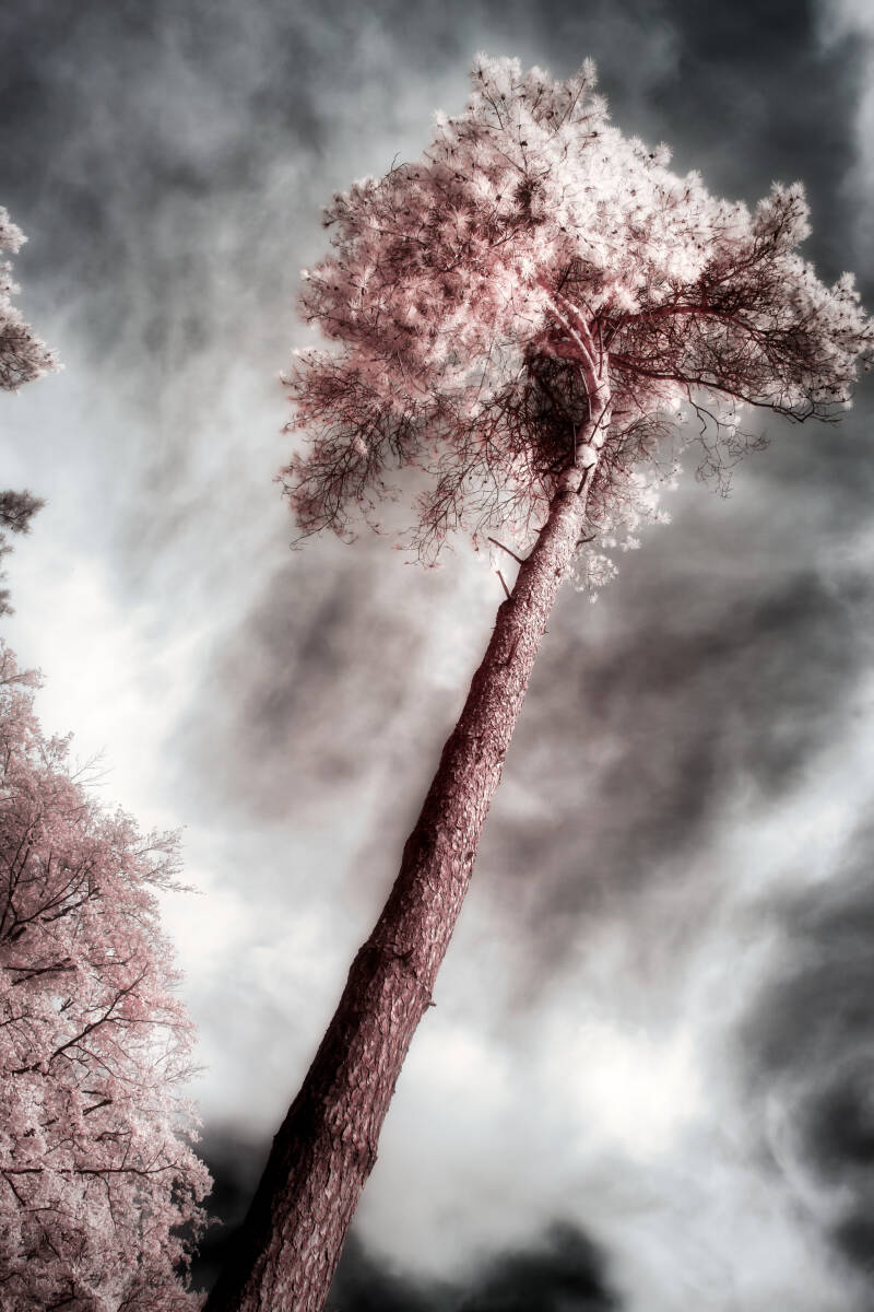 Infrared photo of a pink pine tree beneath a dramatic sky, fine art nature photography by Hidden Light Gallery.