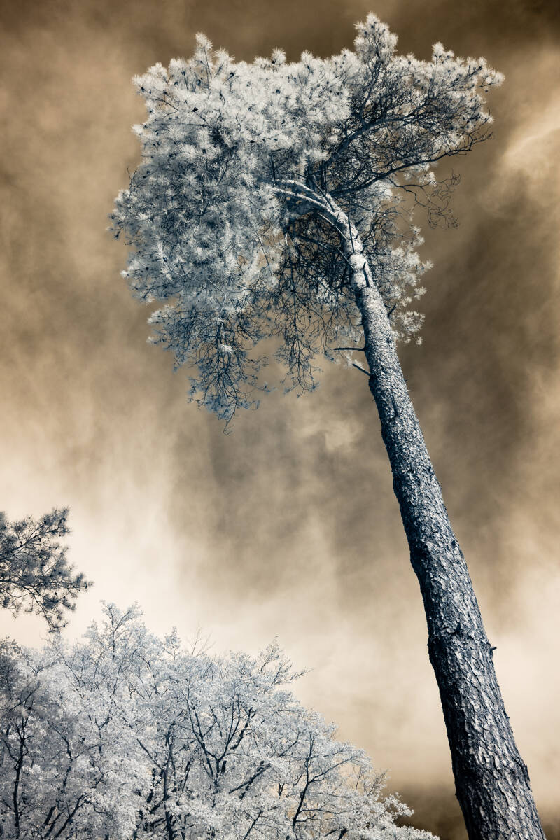 ethereal-tree-with-dramatic-golden-sky-4-standard-n91d2i.jpg