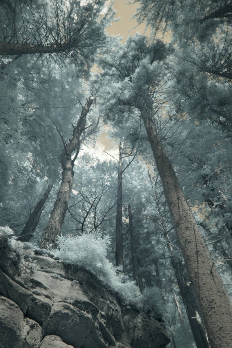 forest-beyond-the-visible-tall-trees-upwards-standard-ydb5cl.jpg