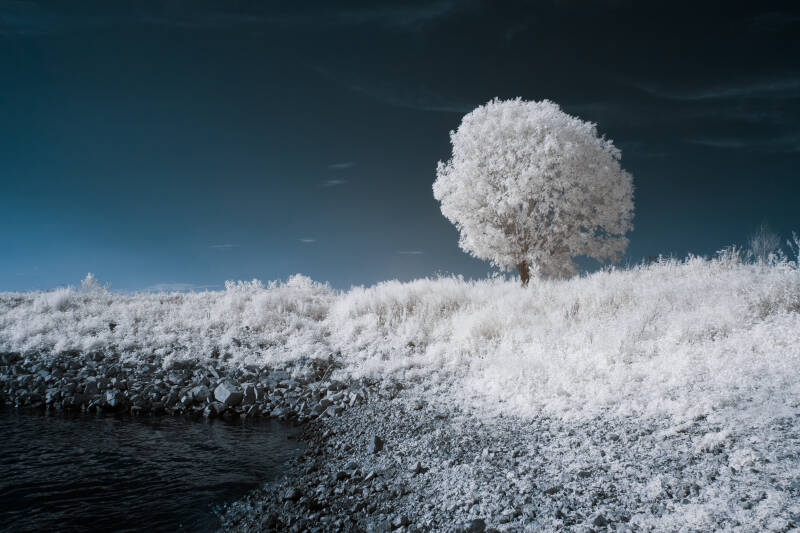 hidden-light-gallery-infrared-solitary-tree-standard-2klet2.jpg