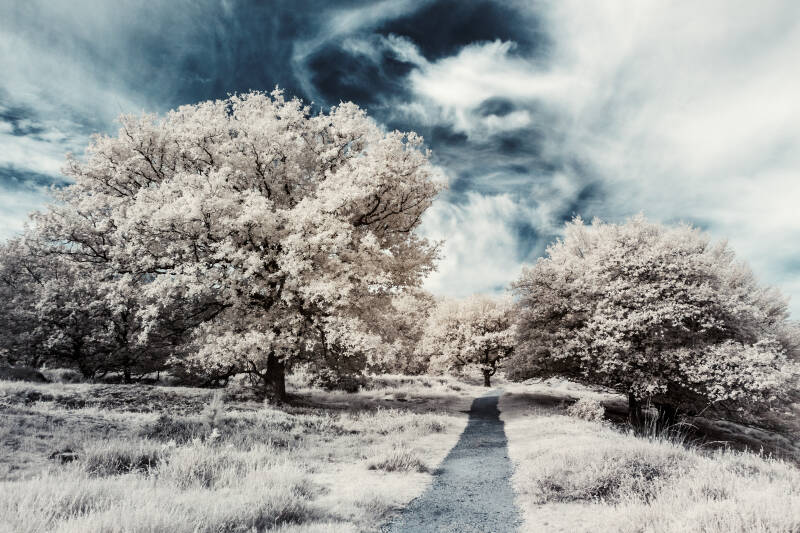 Infrared surreal nature photography with dreamlike scenery / infrarood surrealistisch natuur fotografie met droomachtig landschap