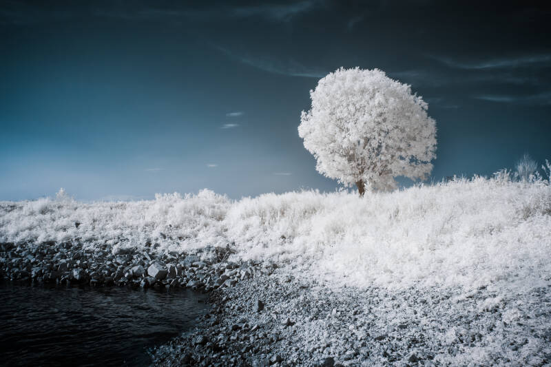 Infrared surreal ethereal solitary tree photograph / infrarood surrealistisch etherisch solitaire boom foto