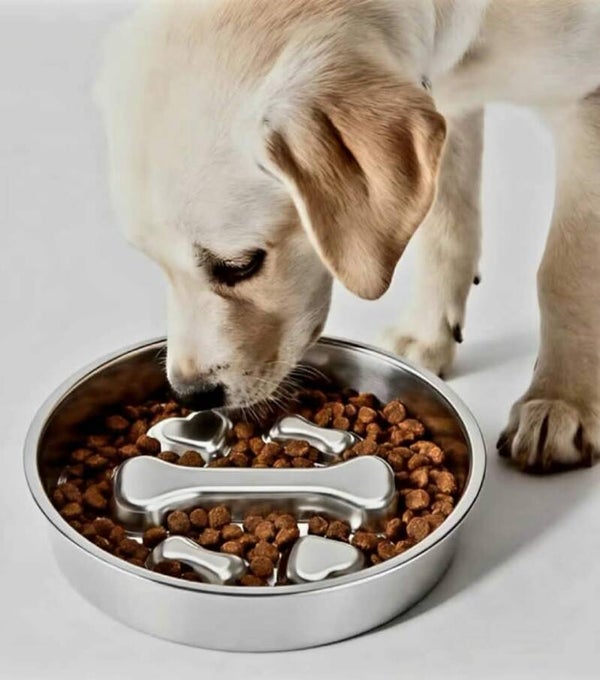 Gamelle anti-glouton 22cm  en acier inoxydable 304 pour chien 🐾🥣