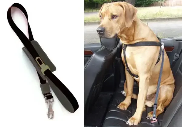 Marcher et rouler ceinture Noir PATENTO PET