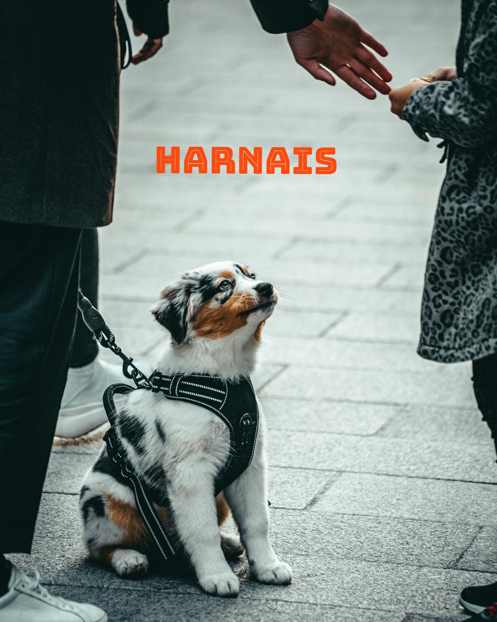 HARNAIS