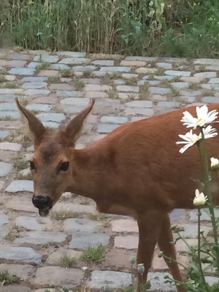 Ree voor de deur