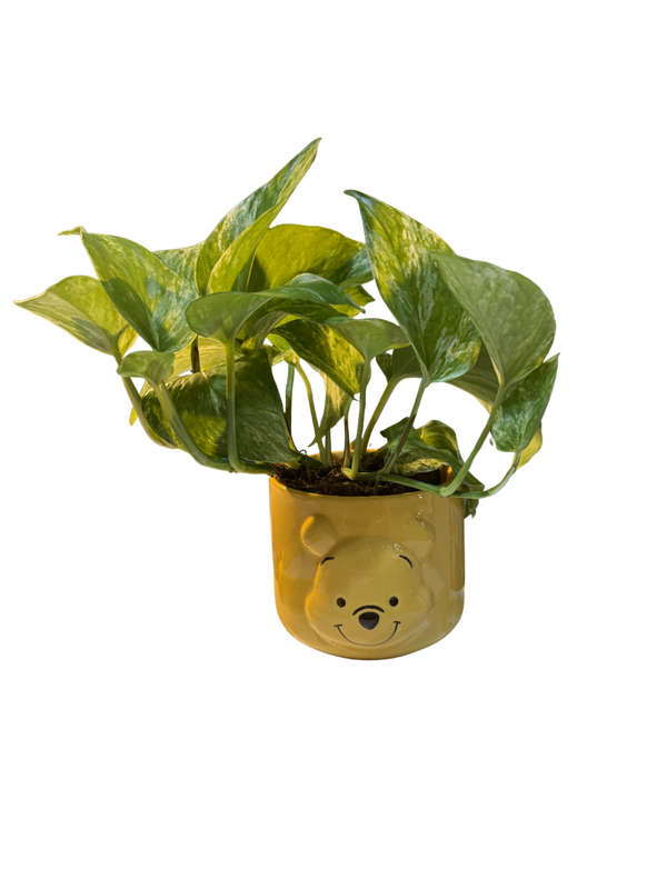 Winnie the Pooh Pothos Planter