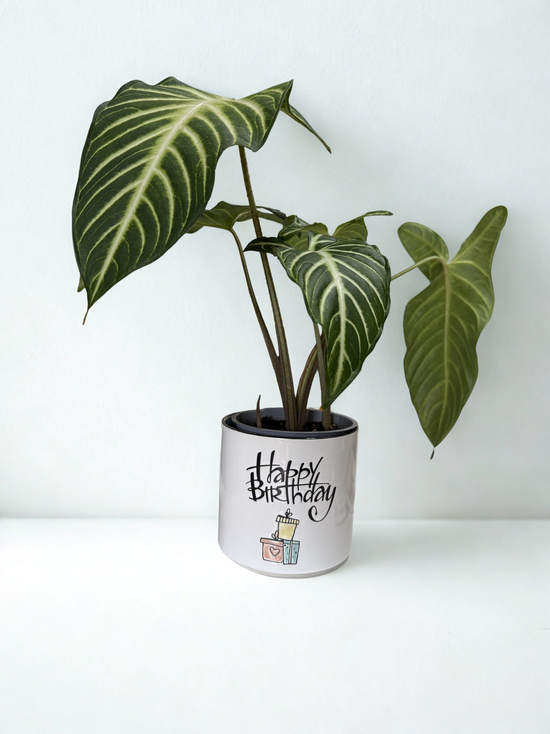 Birthday Wishes Plant Gift
