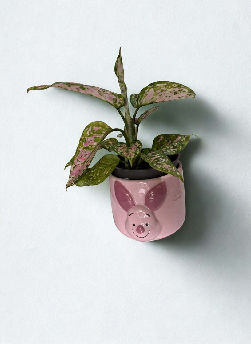 Piglet Pink Plant Keepsake