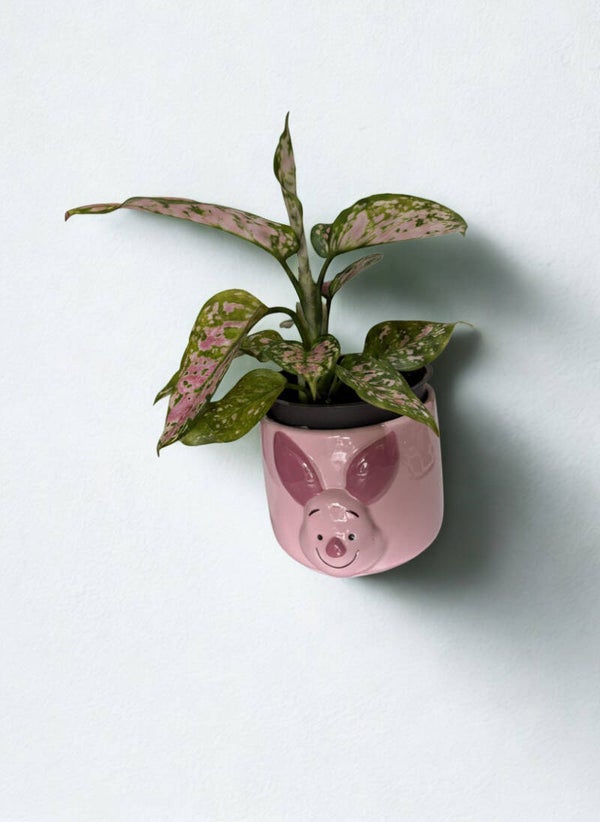 Piglet Pink Plant Keepsake