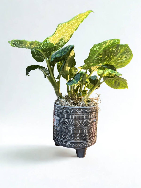 Growing Success Dieffenbacia