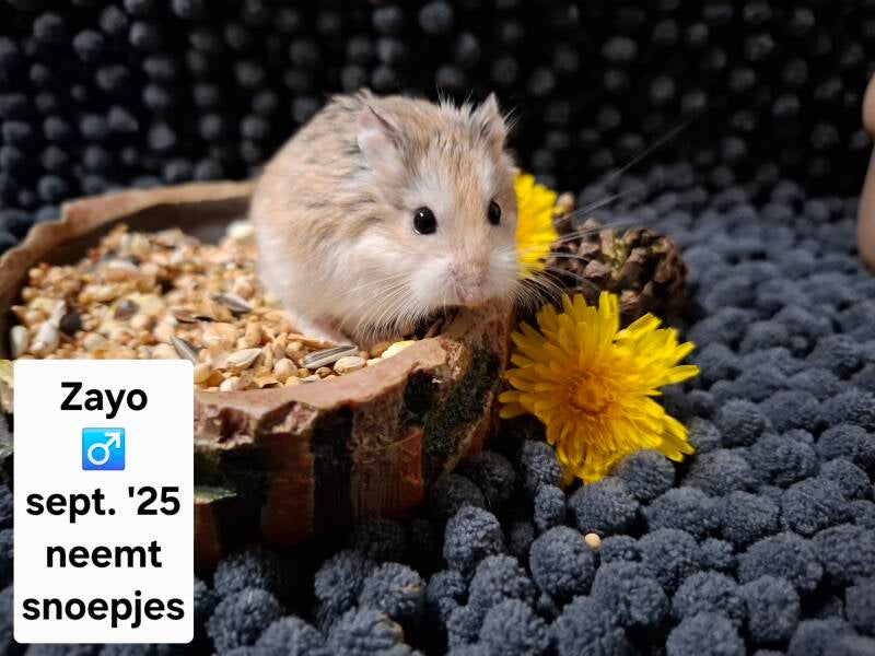 De vreselijke hitte werd Zayo teveel.
